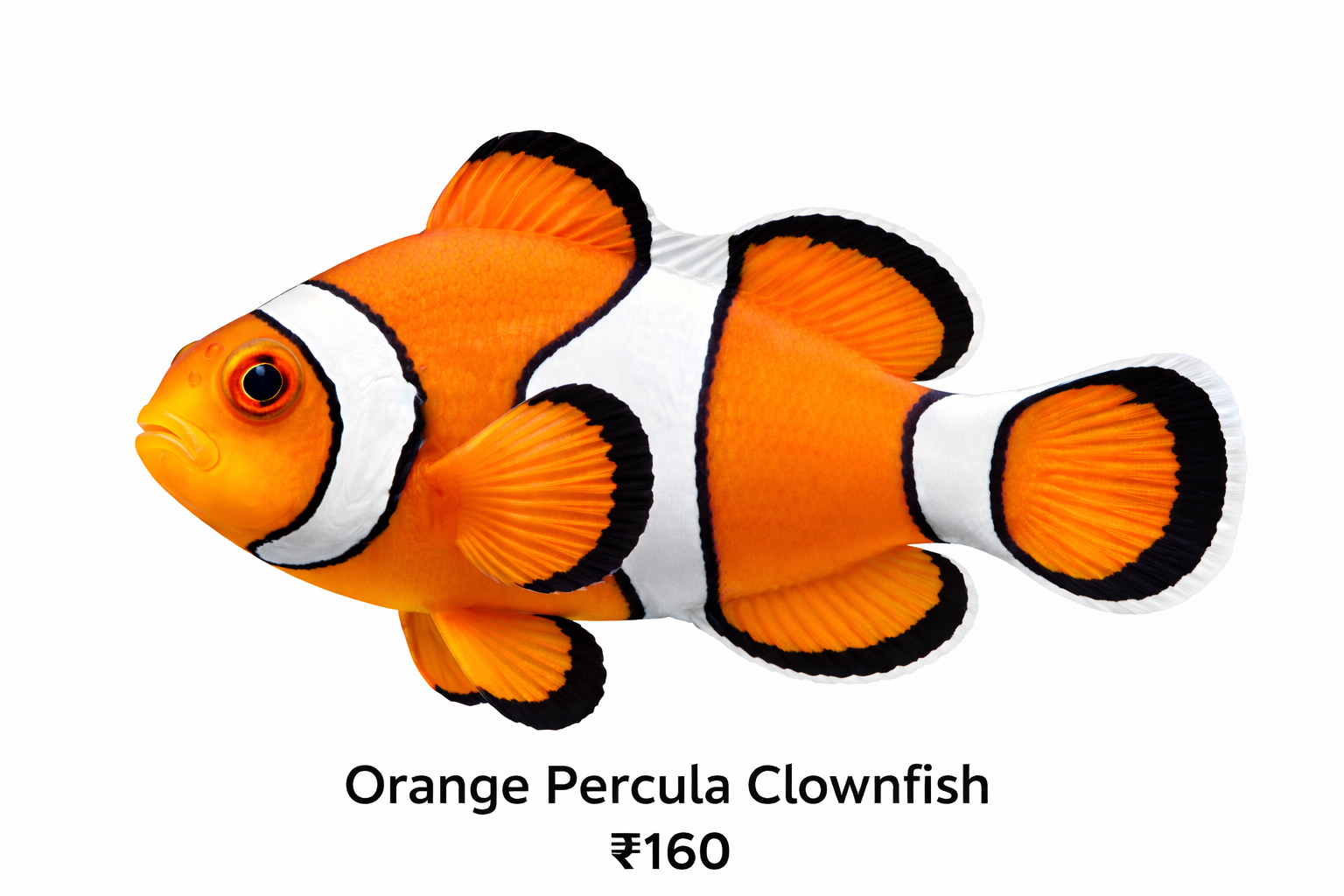 Orange Percula Clownfish