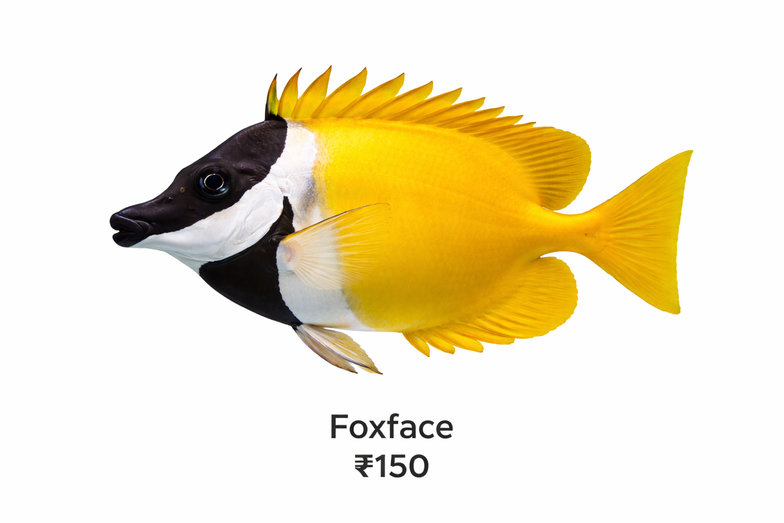 Foxface Fish