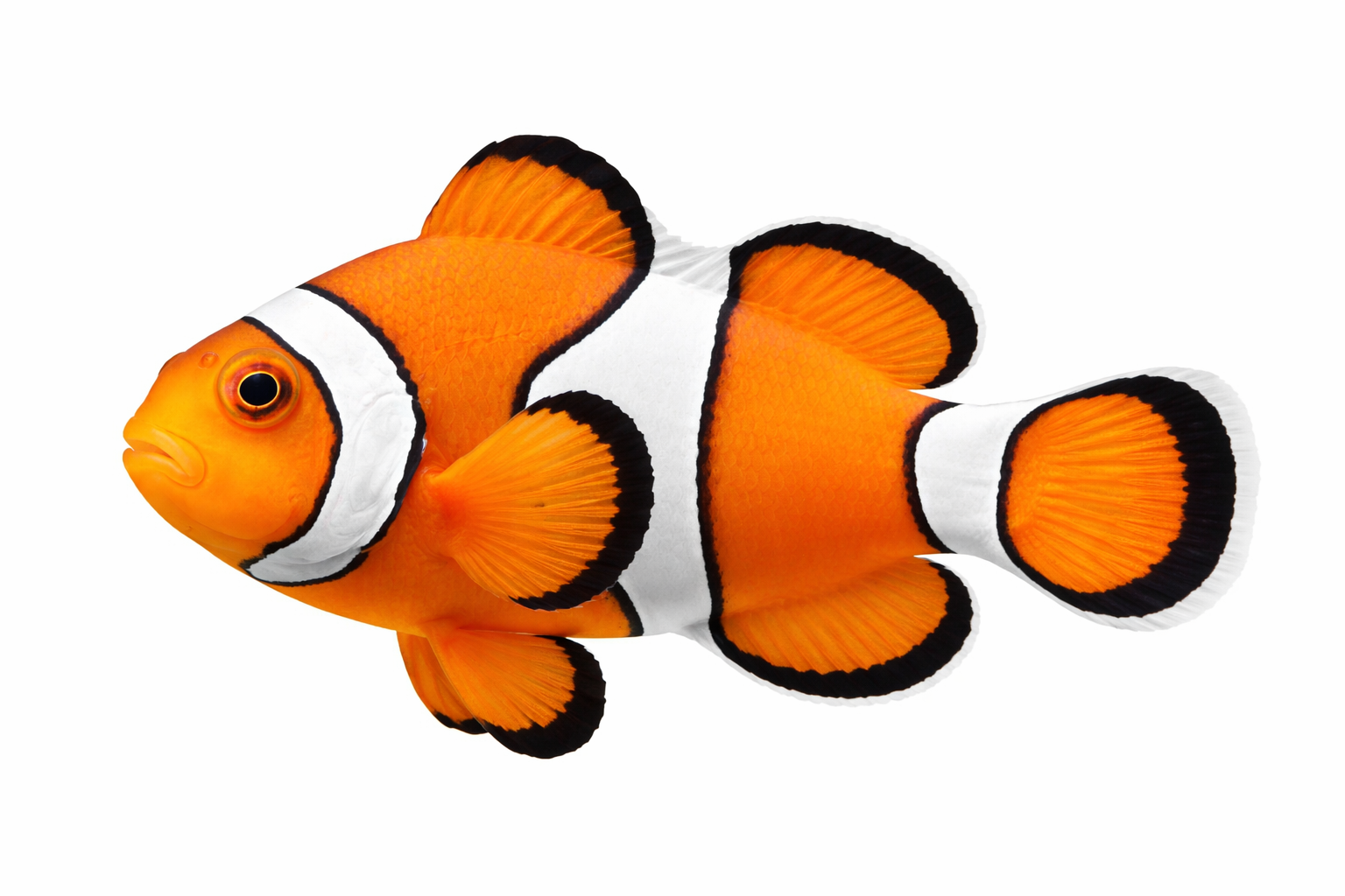 Clownfish