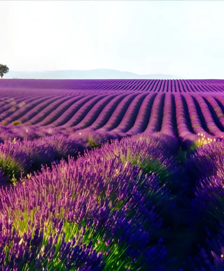 Lavender Fields Car Freshener