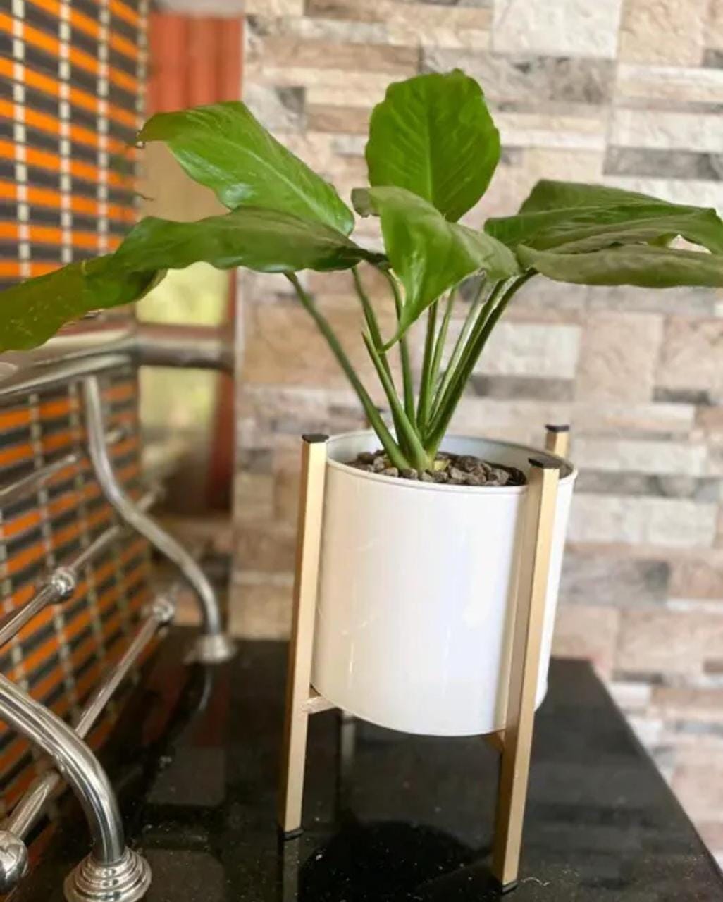 Decorative Indoor Plant with Metal Stand