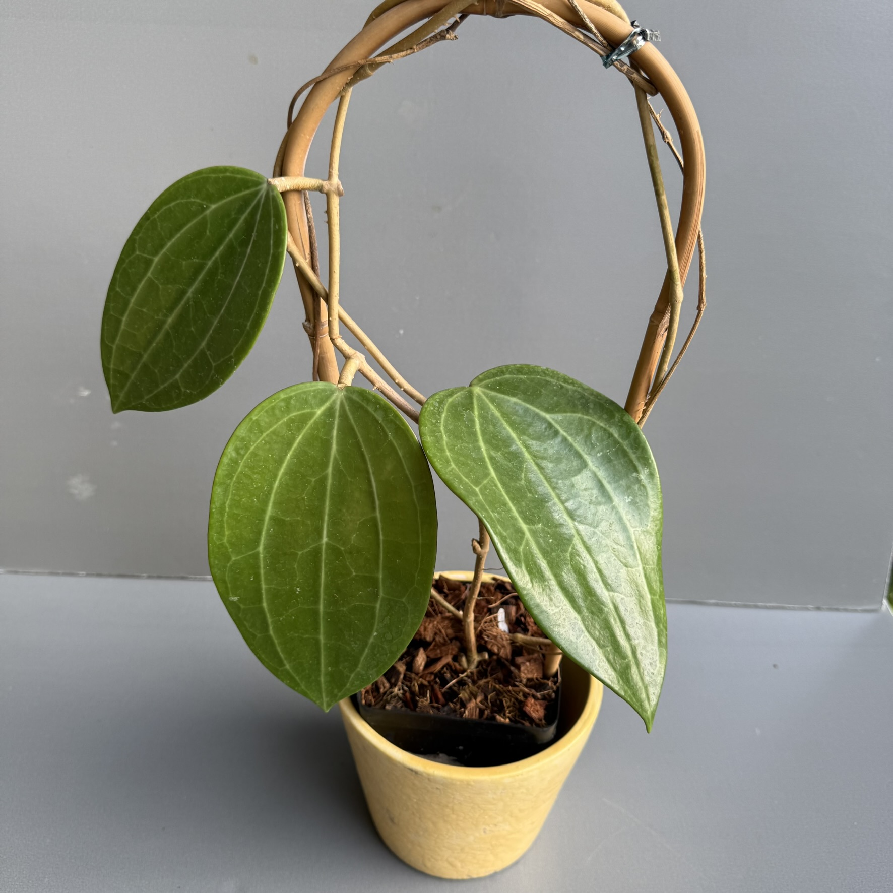 Hoya Plant on Trellis