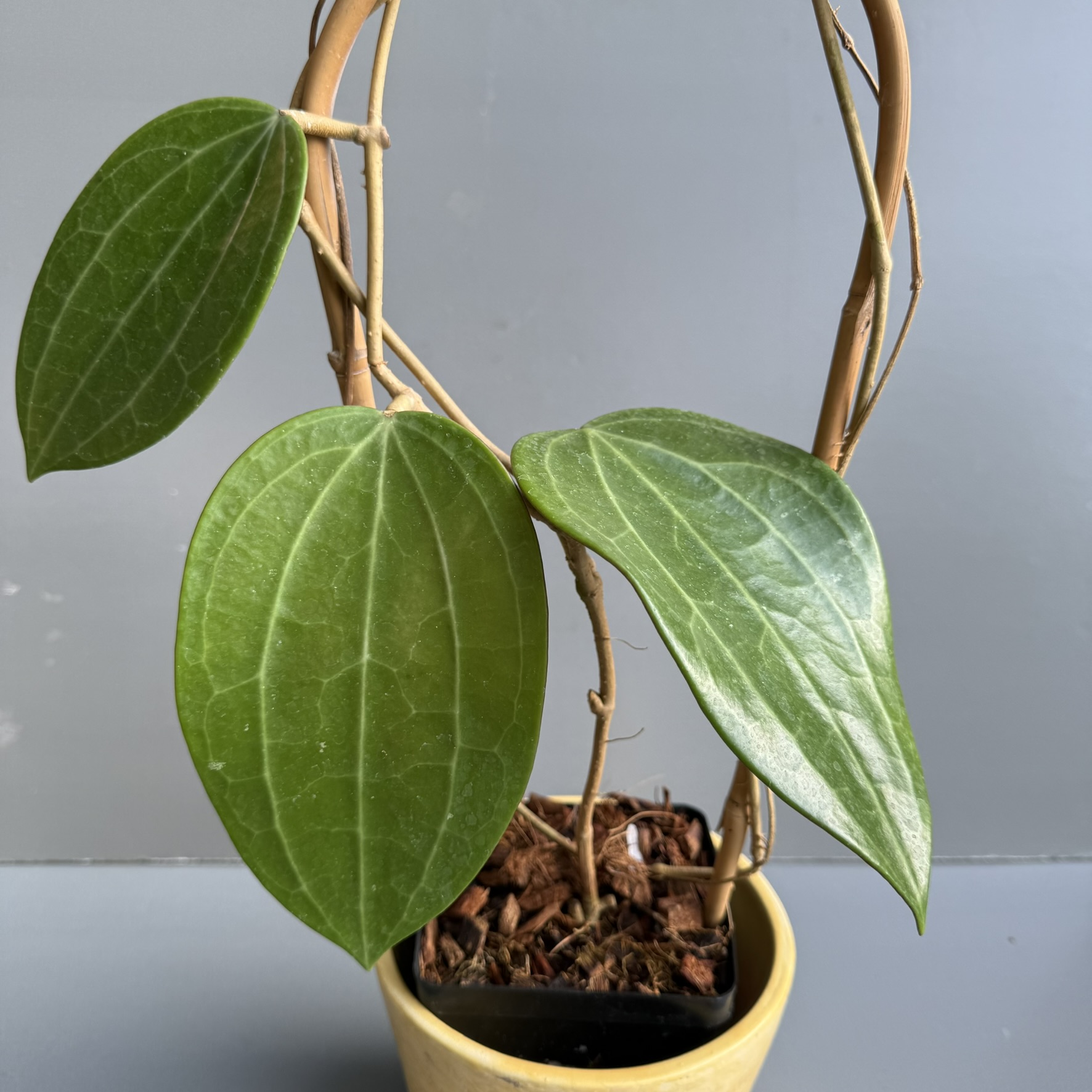 Hoya Plant on Trellis