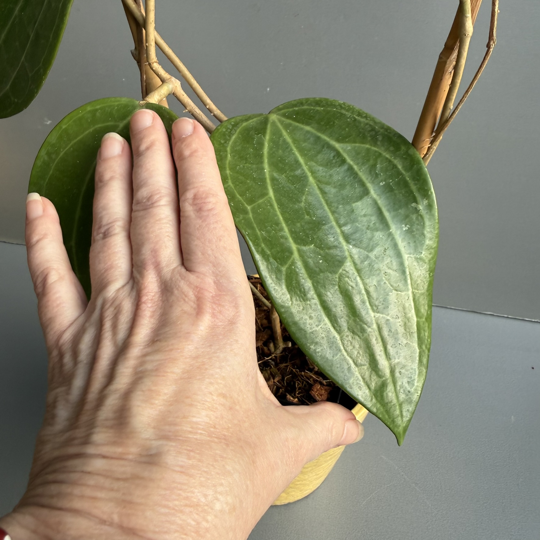 Hoya Plant on Trellis