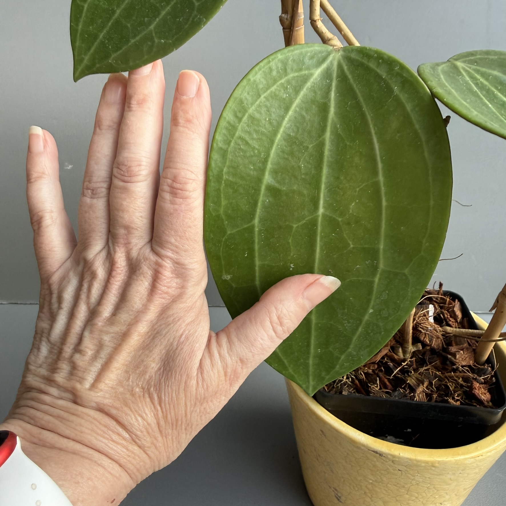 Hoya Plant on Trellis