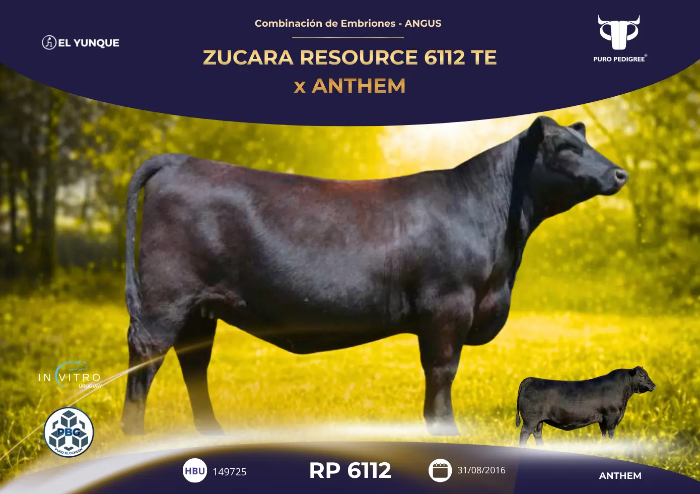 ZUCARA RESOURCE 6112 TE x ANTHEM