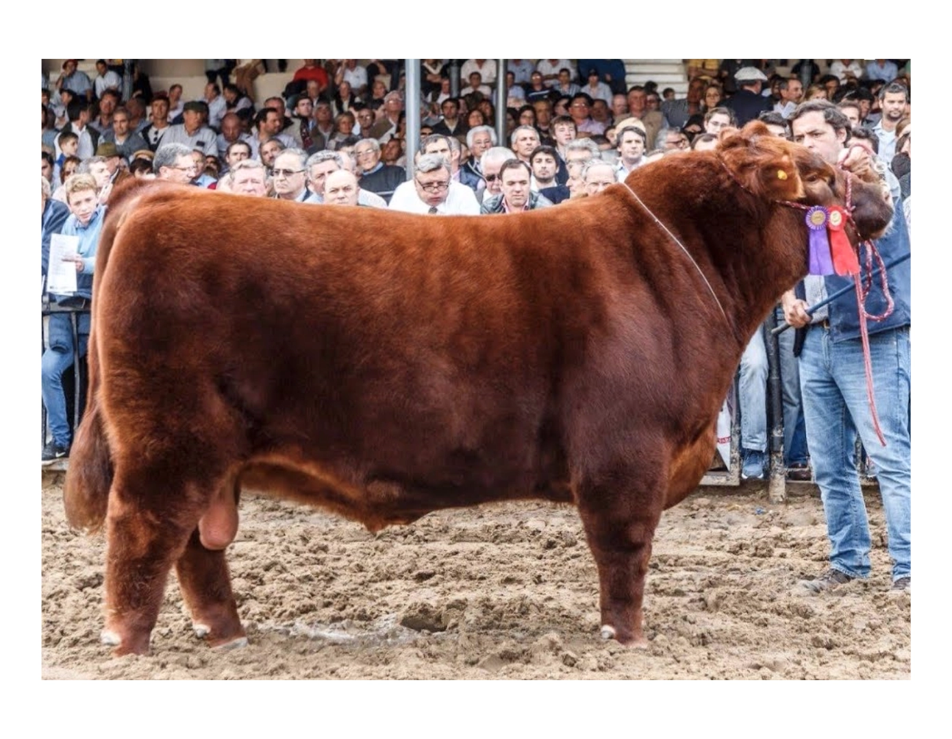 NAIRY EURO 775 TE x ENTRADOR