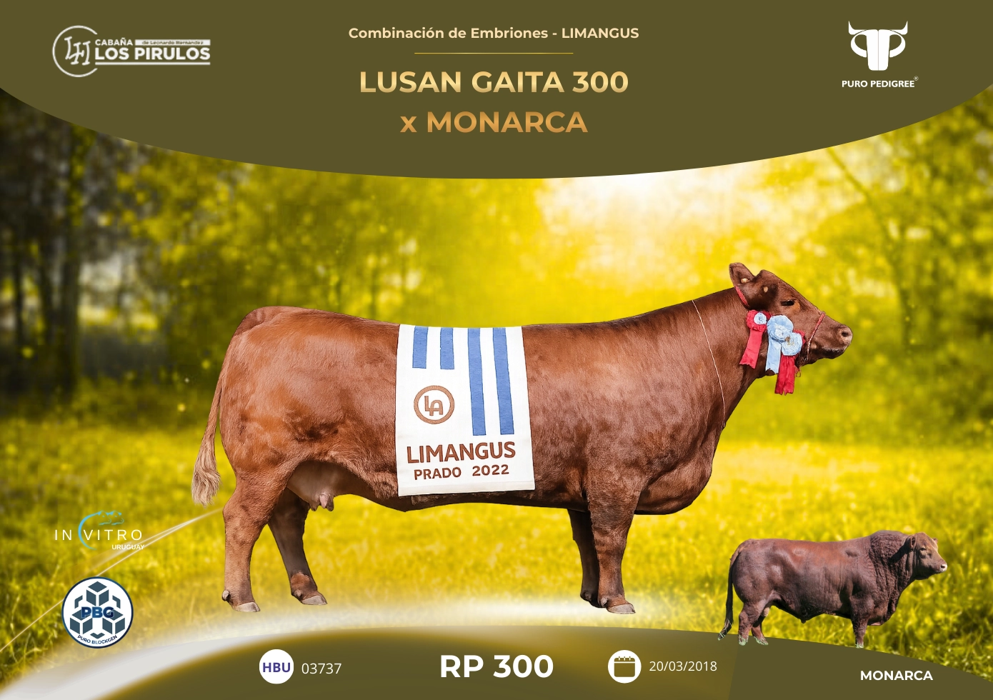 LUSAN GAITA 300 x MONARCA
