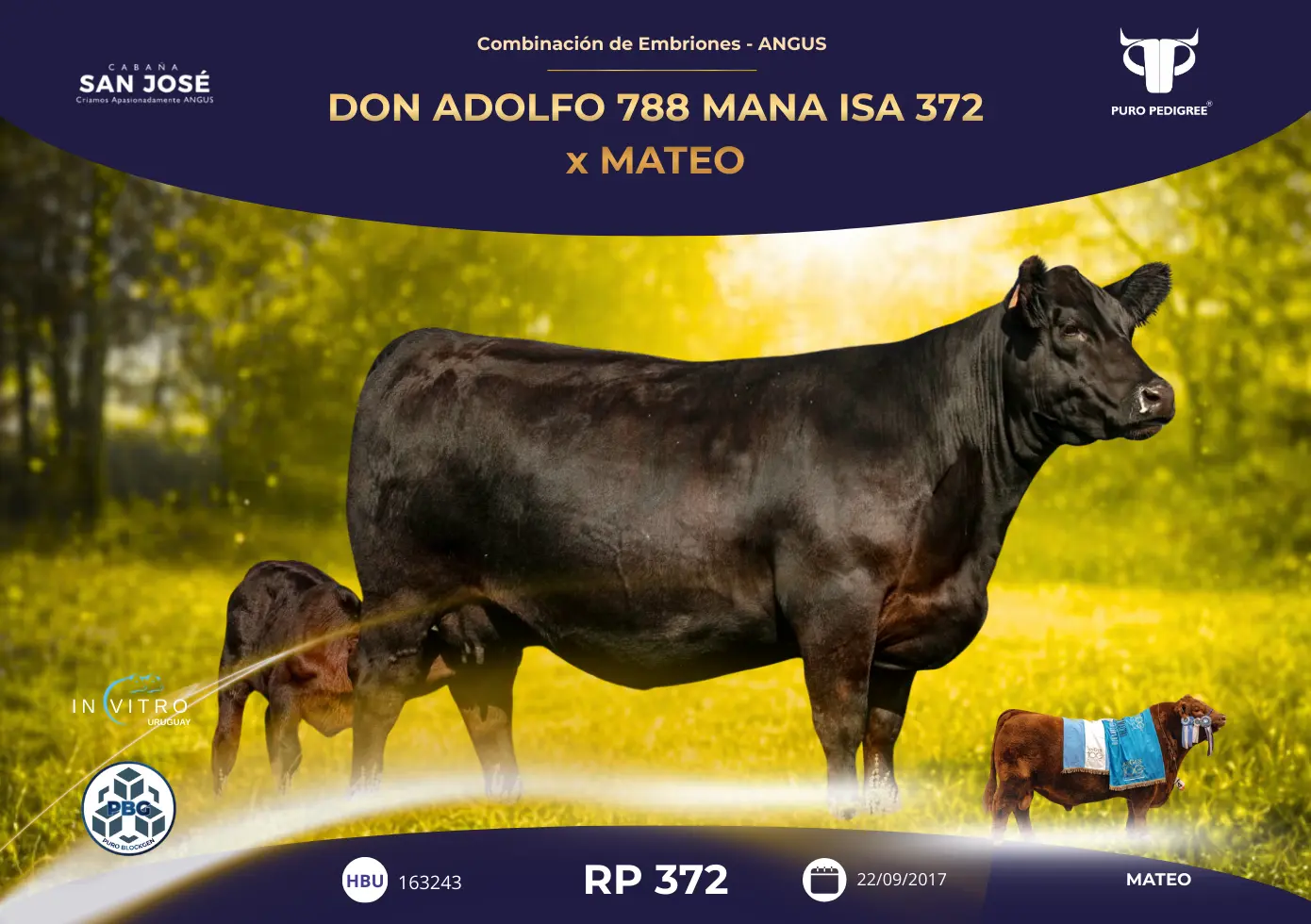DON ADOLFO 788 MANA ISA 372 x MATEO