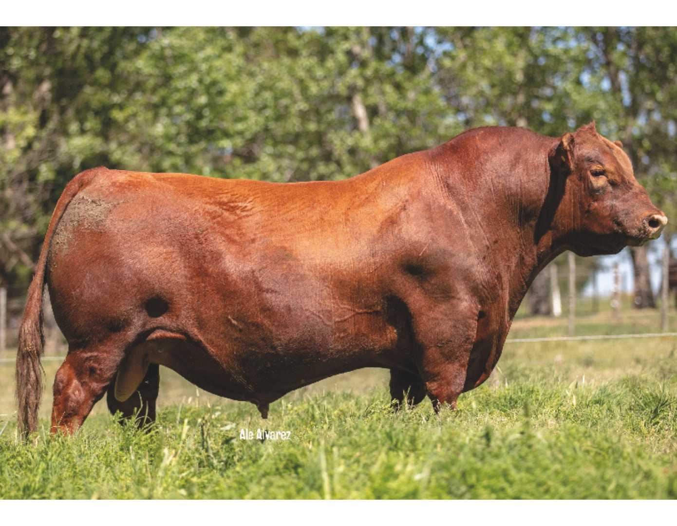 ALEGRIA QUEBRANTADOR 95 FIV x GENESIS