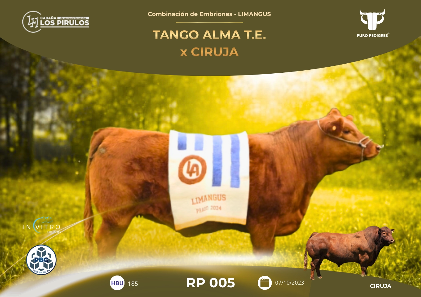 TANGO ALMA x CIRUJA