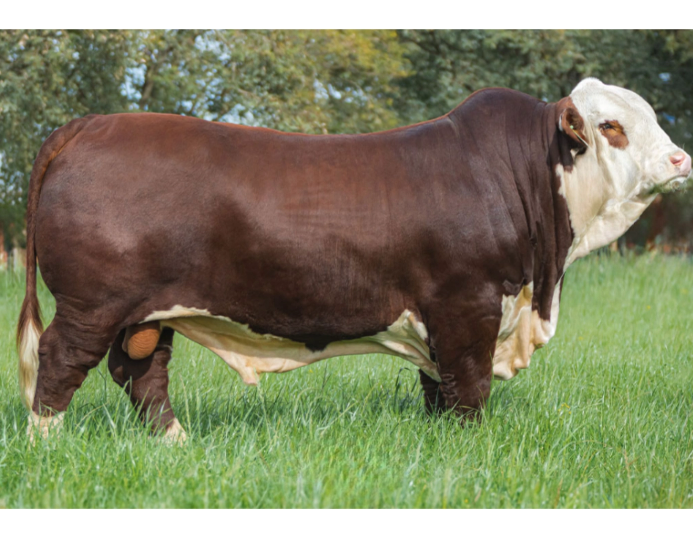 TRES CERROS 9-2289 x CARCAVIO