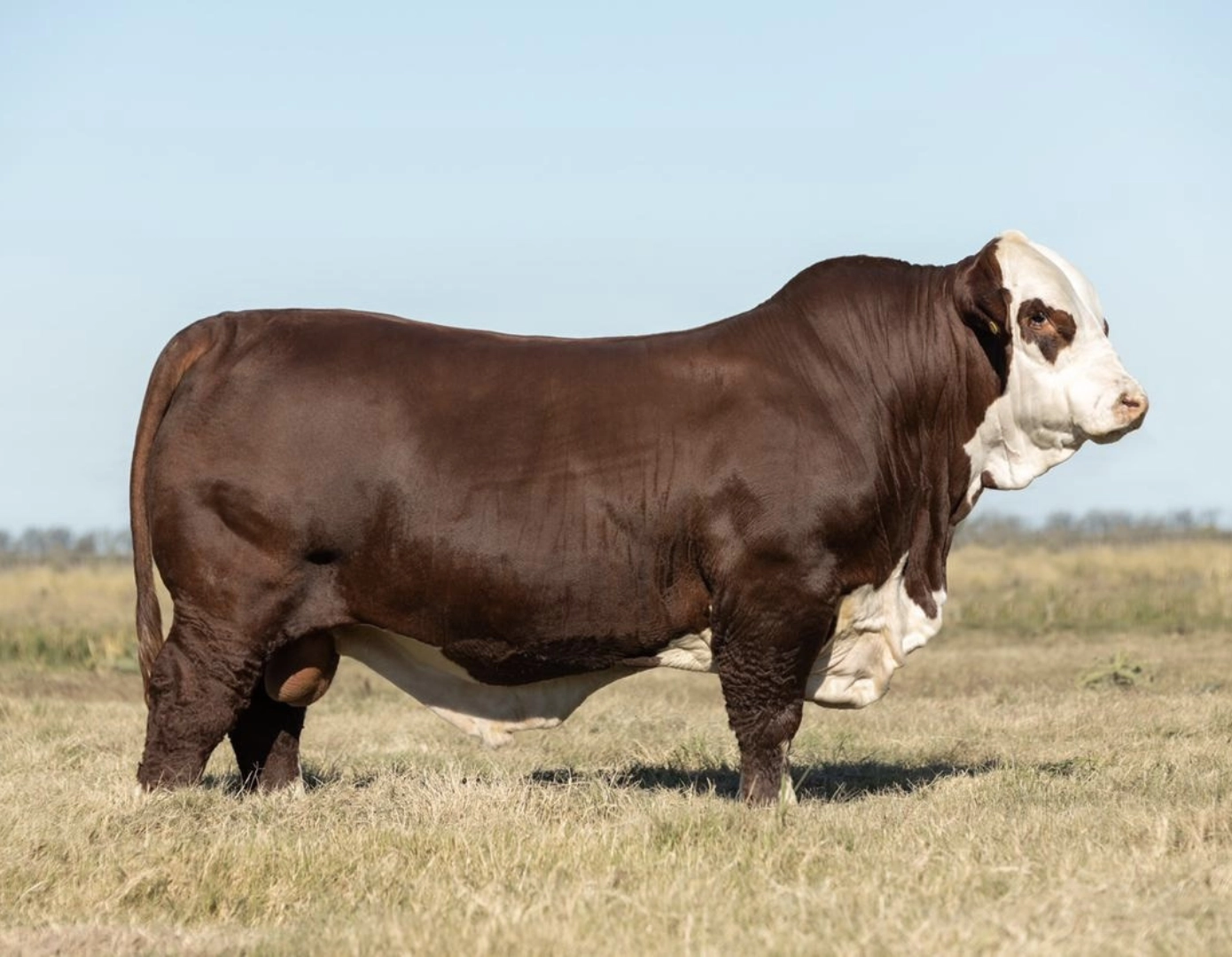 TRES CERROS 6-5352 x MAGO