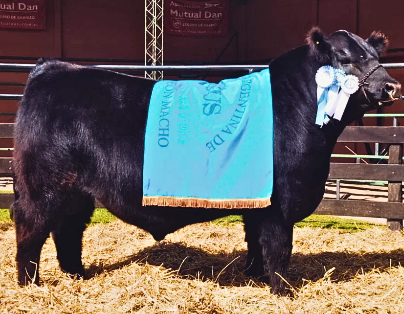 VASCA VIEJA 76-EURO-62 TE x CARACHO