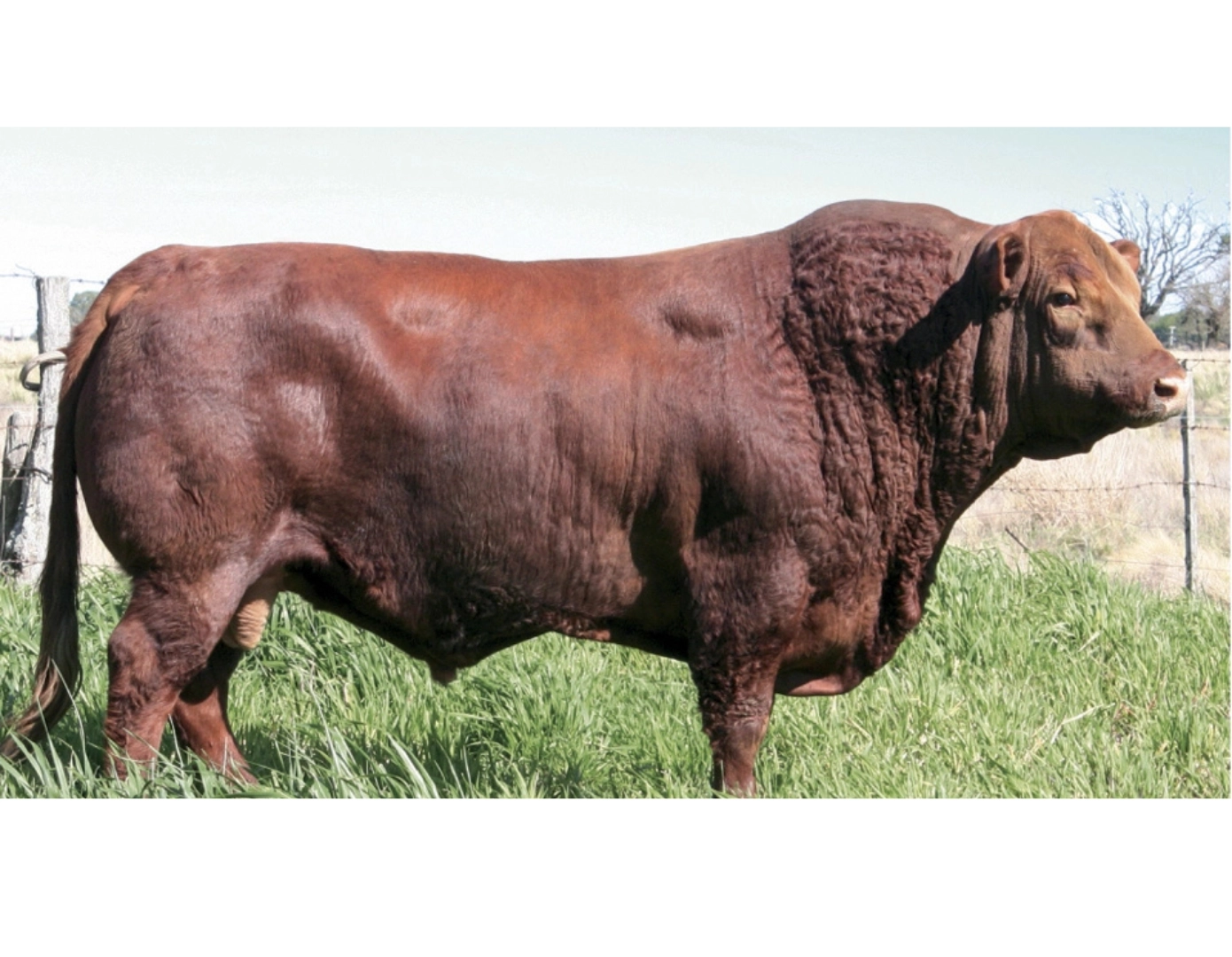 LUSAN GAITA 300 x MONARCA