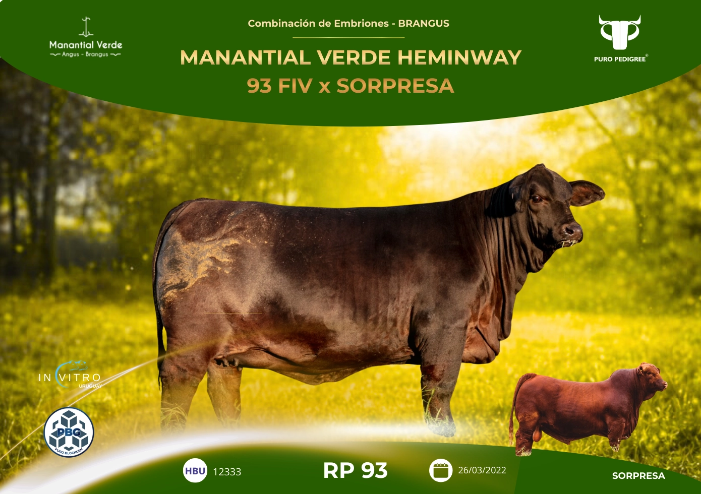 MANANTIAL VERDE HEMINWAY 93 FIV x SORPRESA