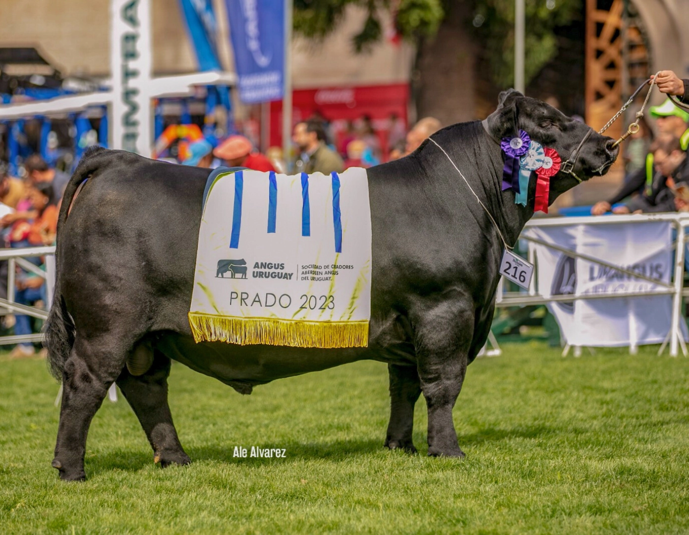 BRAVO 342 TE x MOUNGA