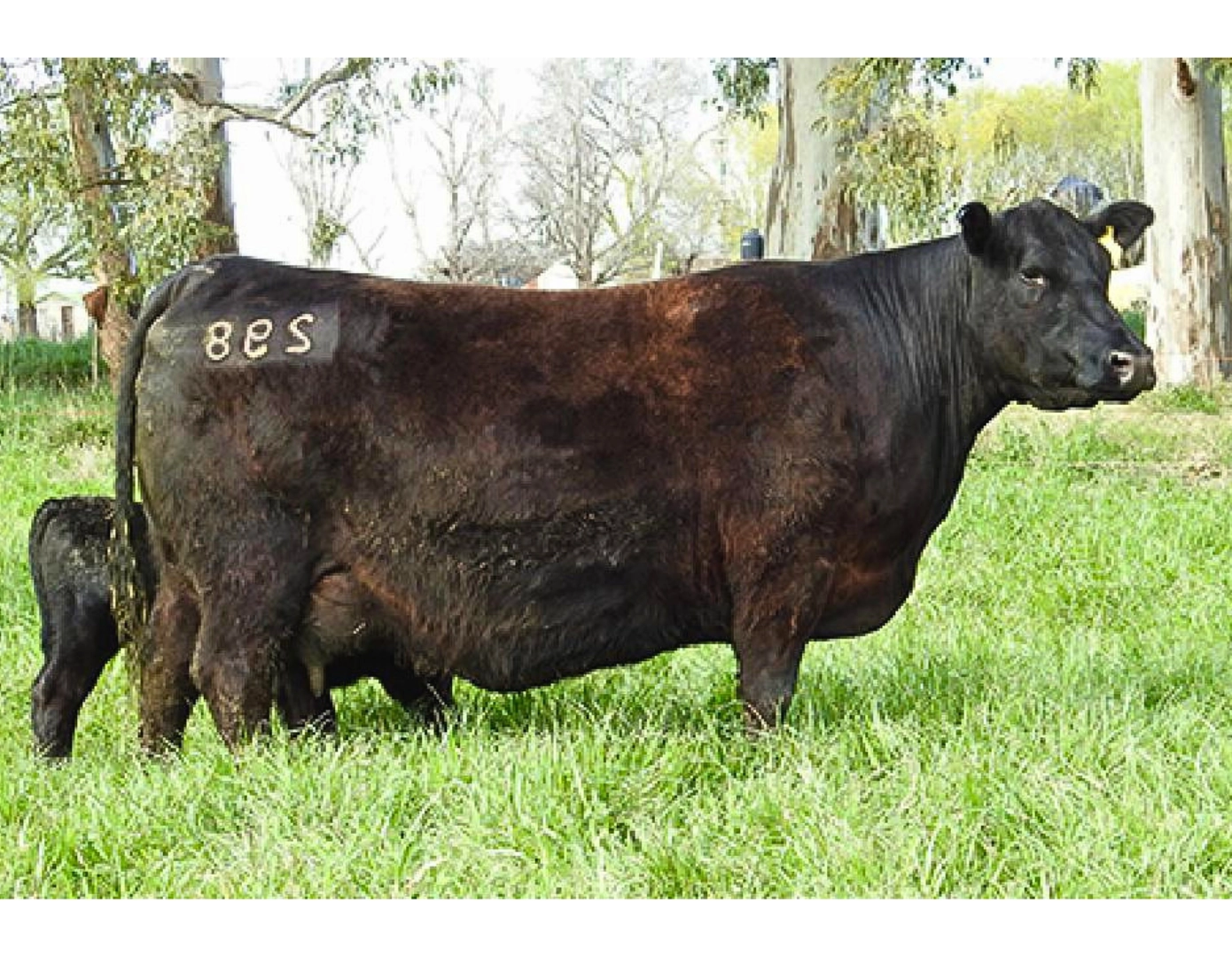 ESENCIAL 298 IRUPE x SOLIDO