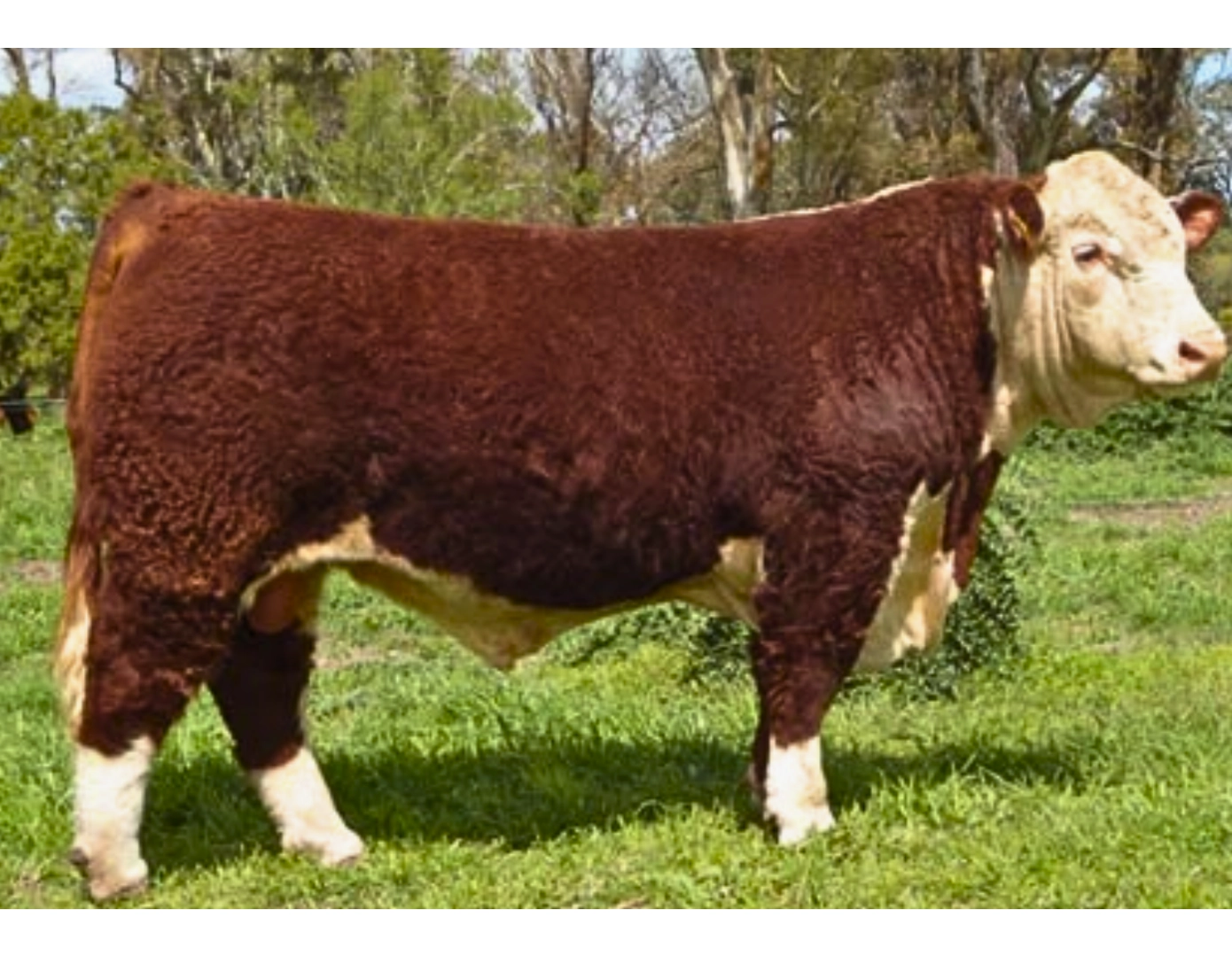 AMM SATUR TATI 5230 LAMBEAU TE x BARRA BRAVA