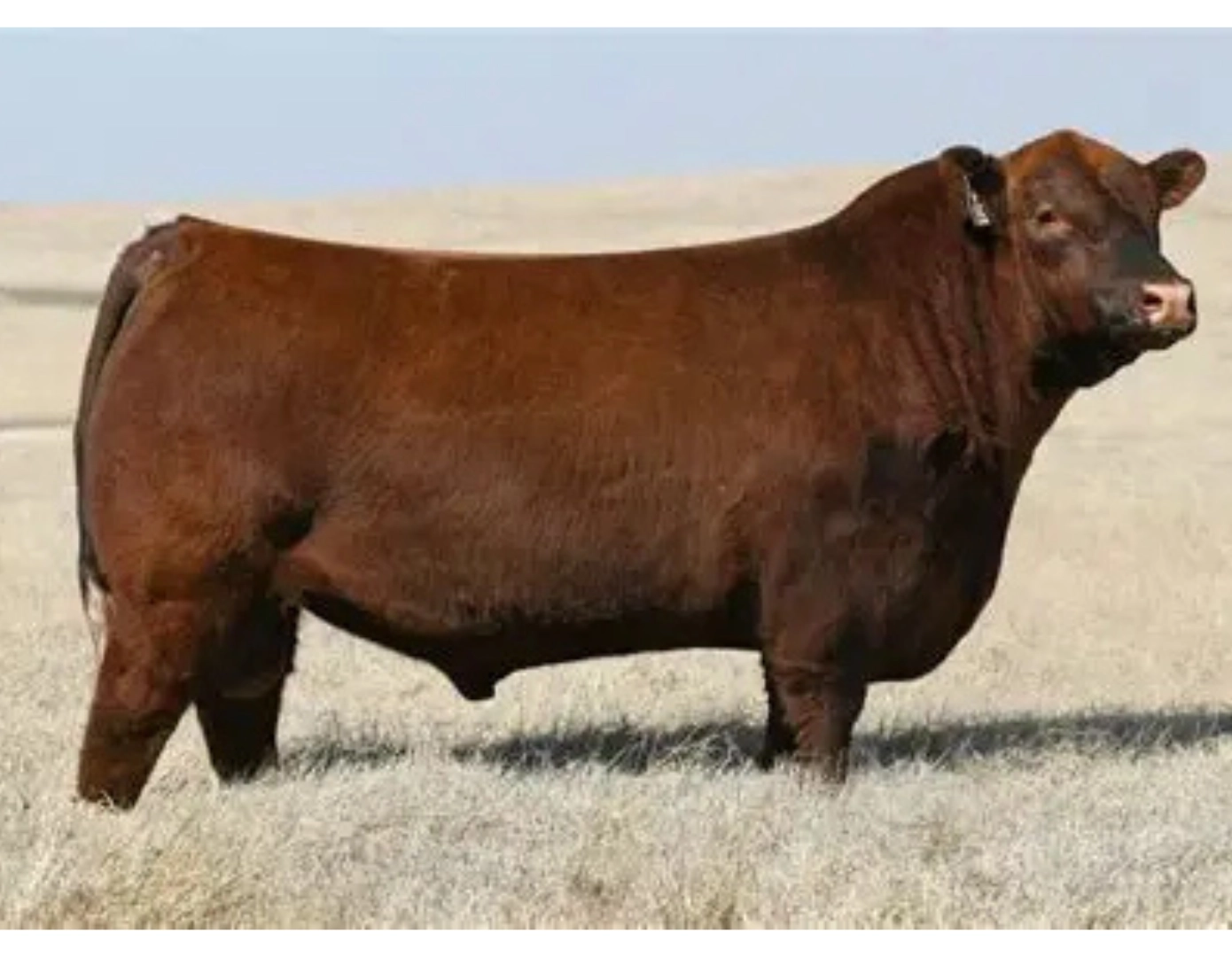 QUEGUAY 180 MATEO X RED BOXER