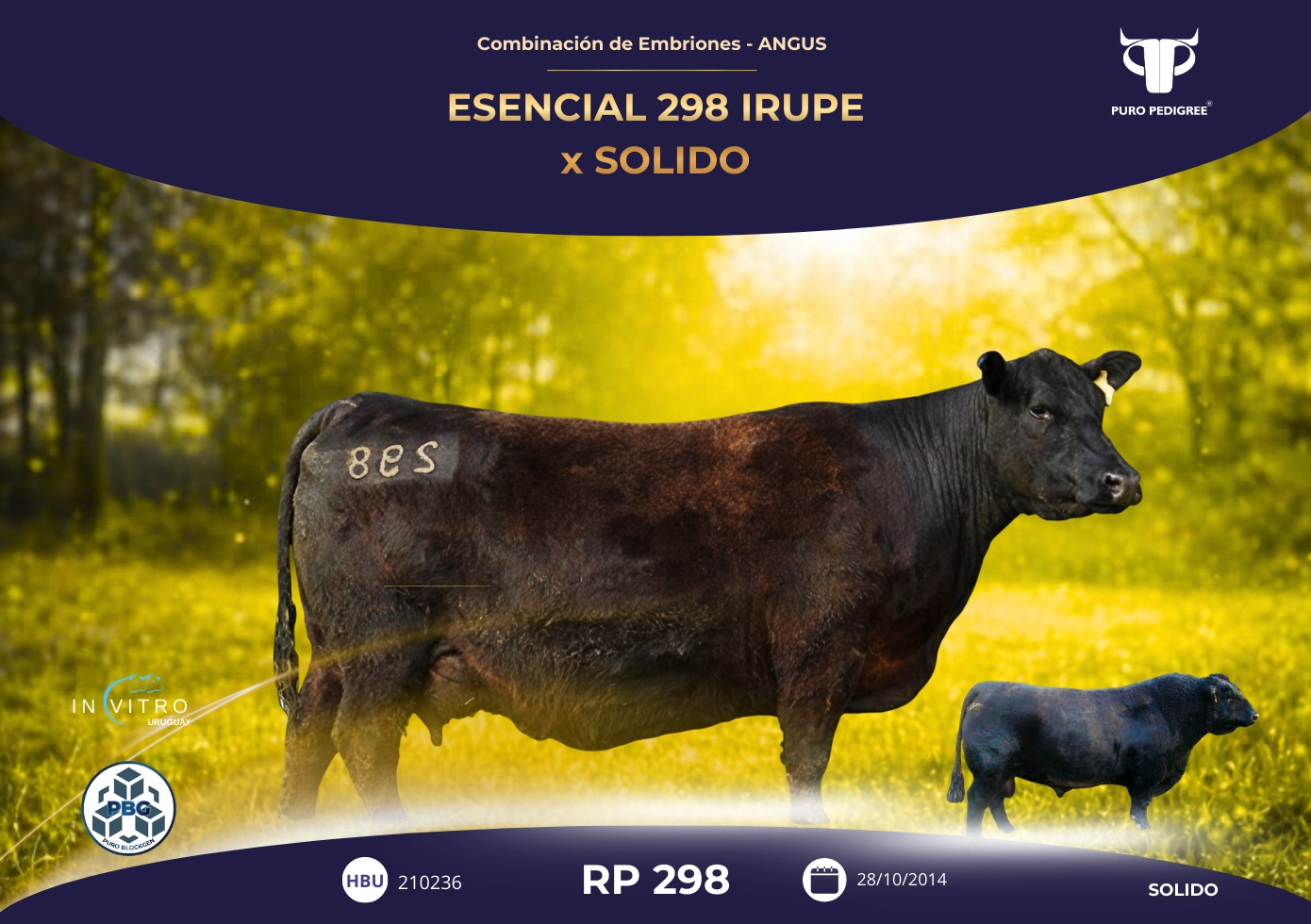 ESENCIAL 298 IRUPE x SOLIDO