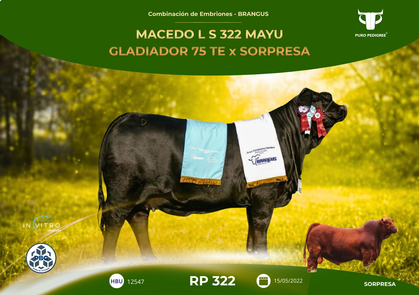 MACEDO L S 322 MAYU GLADIADOR 75 TE x SORPRESA