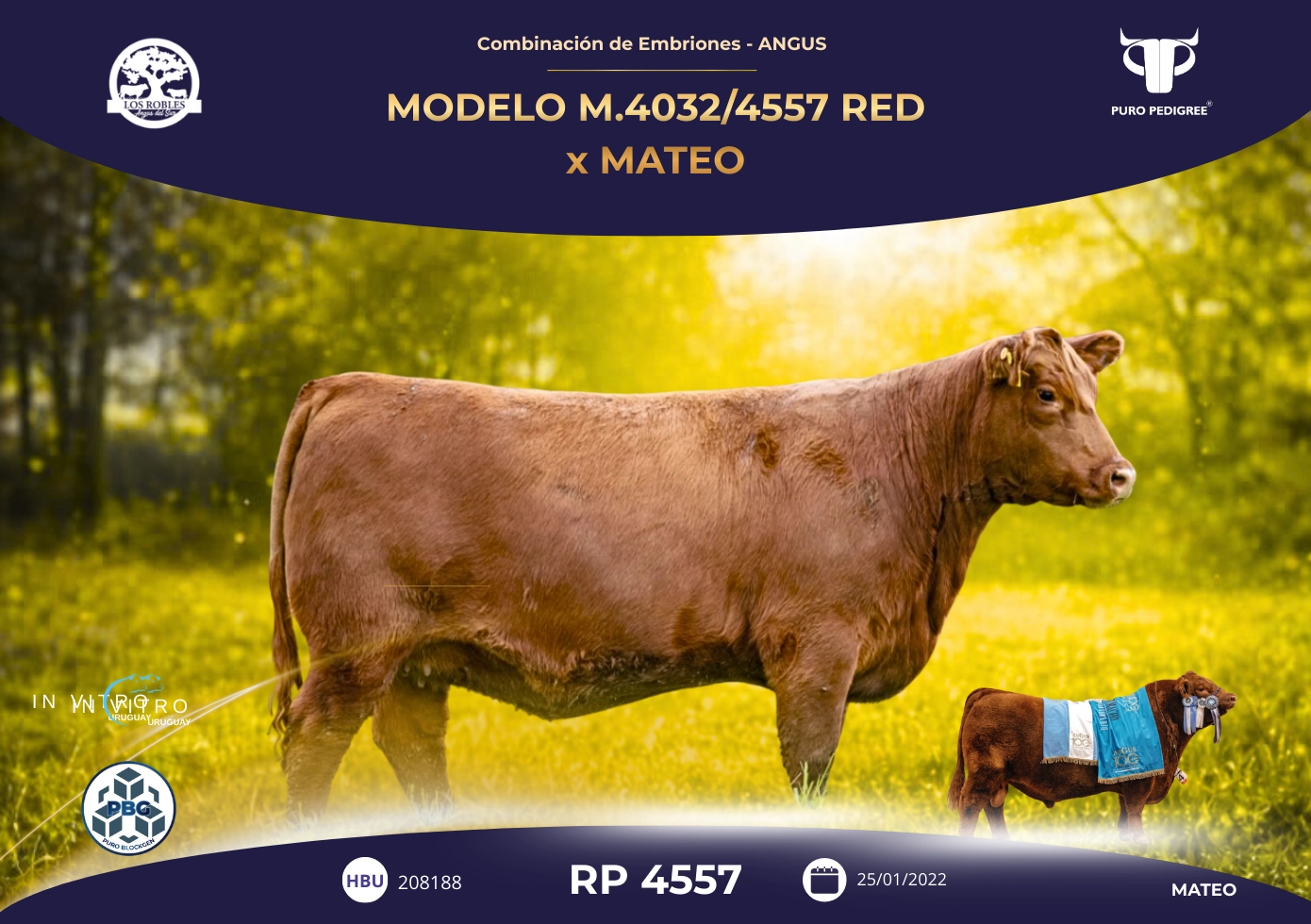  MODELO M.40324557 RED x MATEO