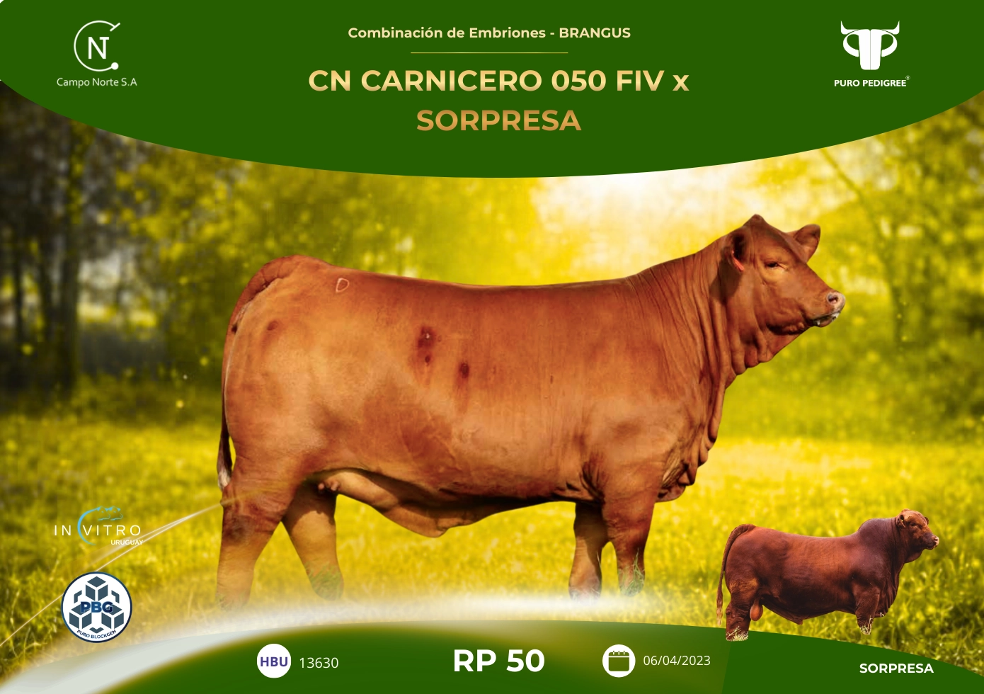 CN CARNICERO 050 FIV x SORPRESA