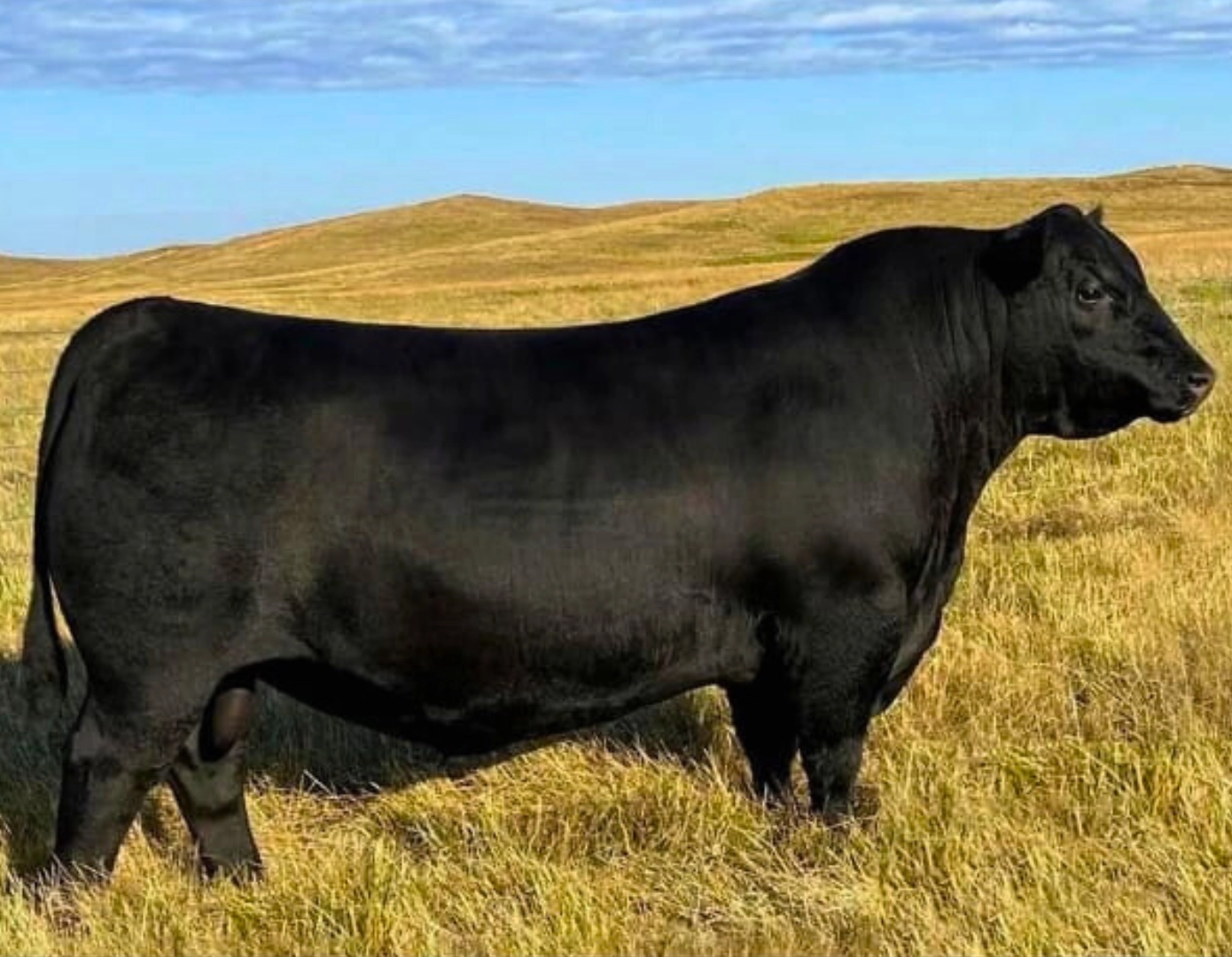 ZUCARA RESOURCE 6112 TE x ANTHEM