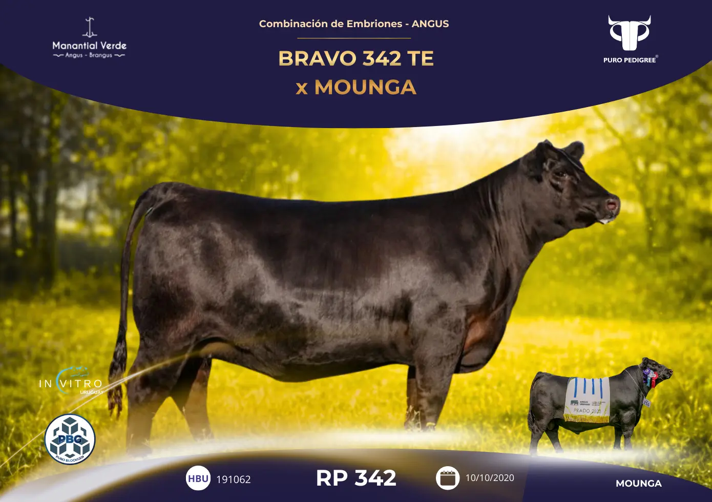 BRAVO 342 TE x MOUNGA