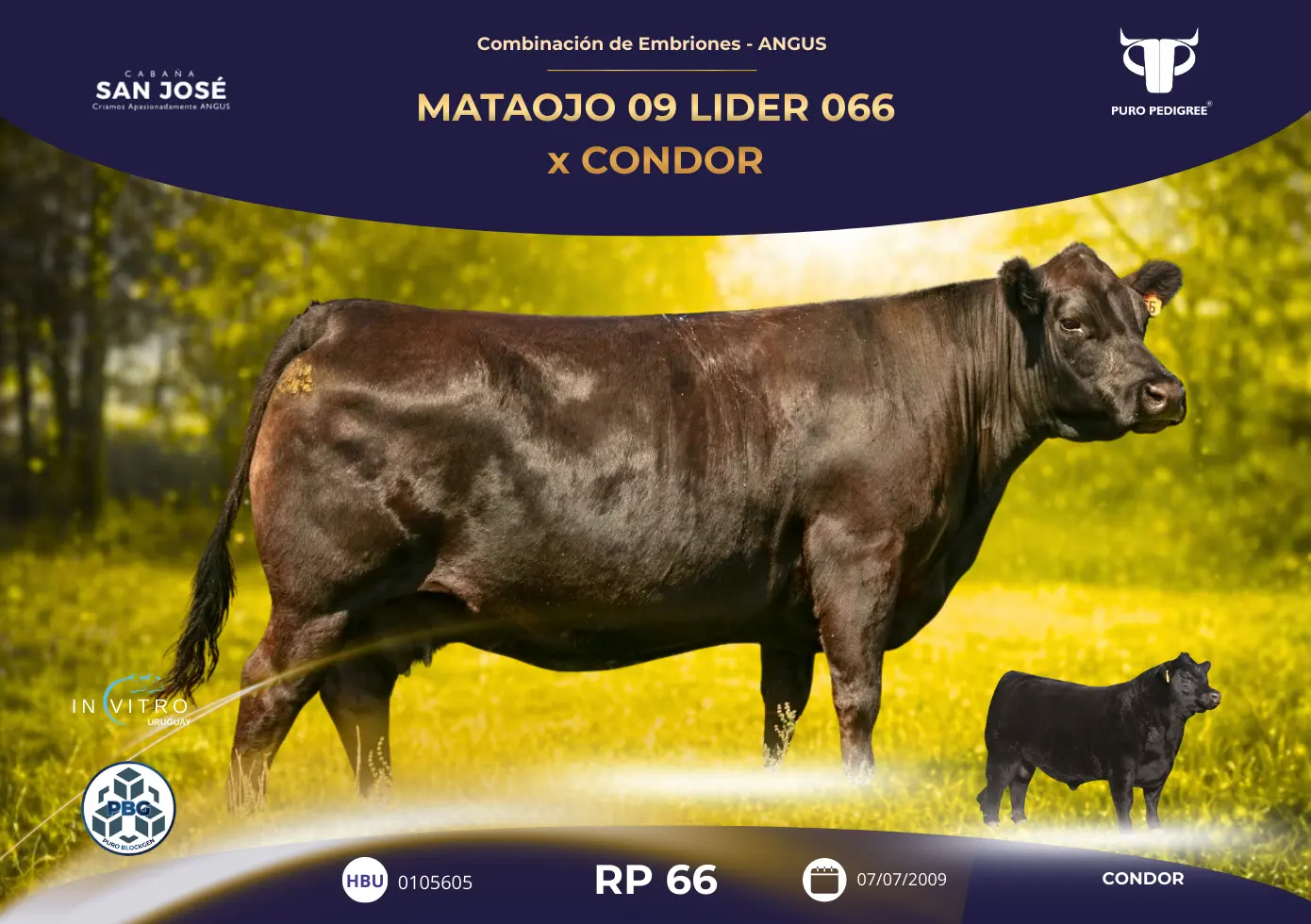 MATAOJO 09 LIDER 066 x CONDOR