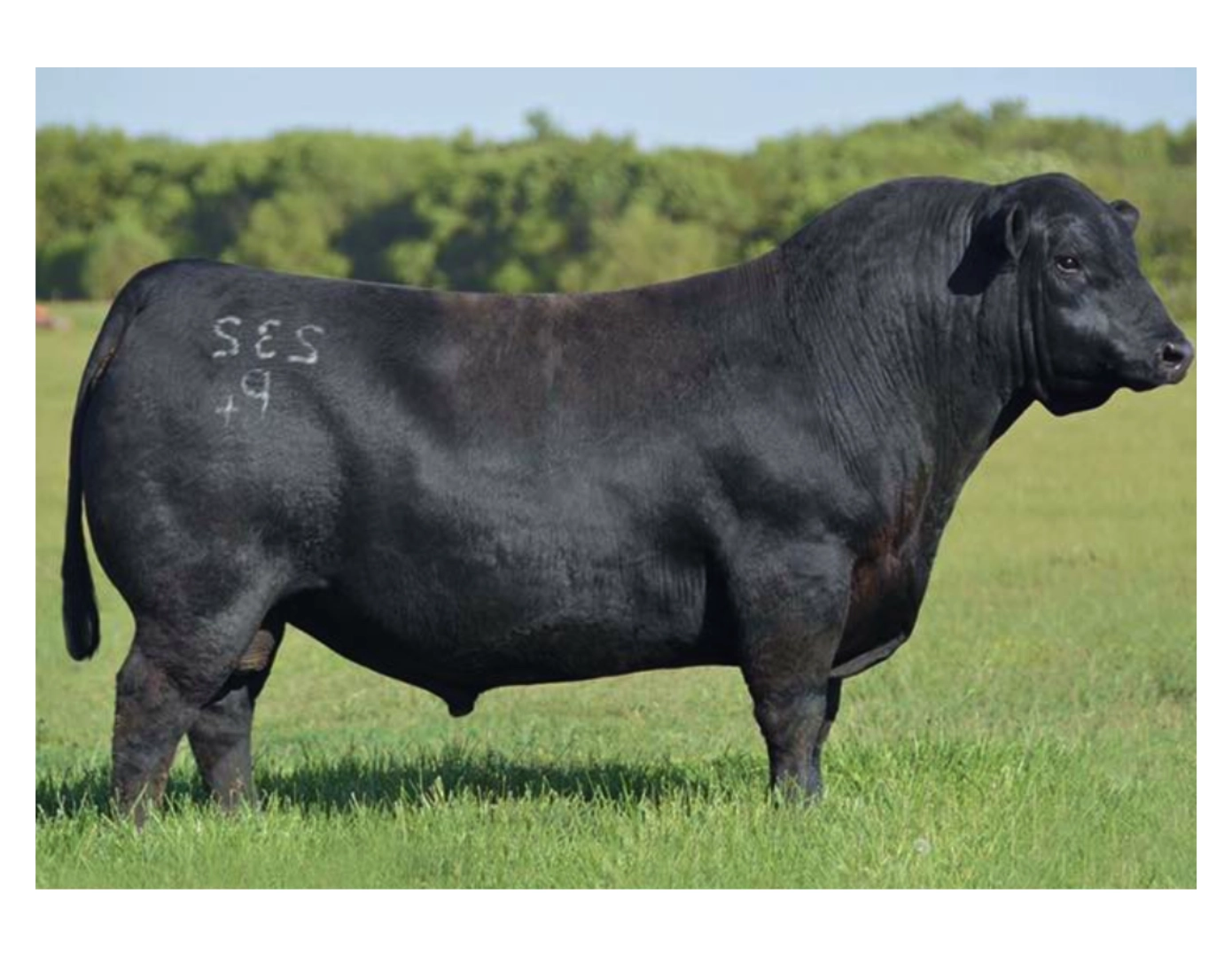 SIERRA LASSIE 3762-398 T.E.I. x DUFF NAPOLEÓN