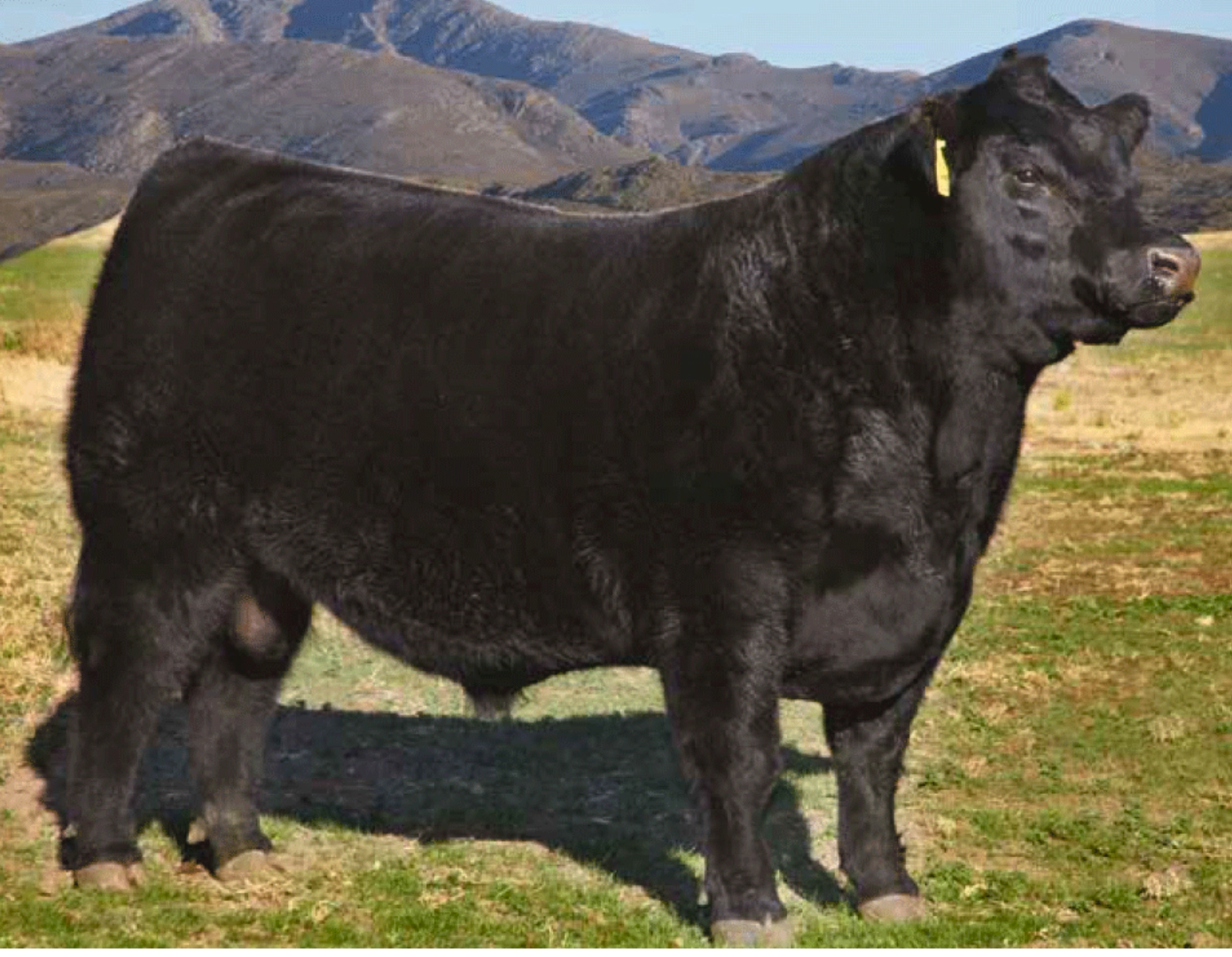 MATAOJO 09 LIDER 066 x CONDOR