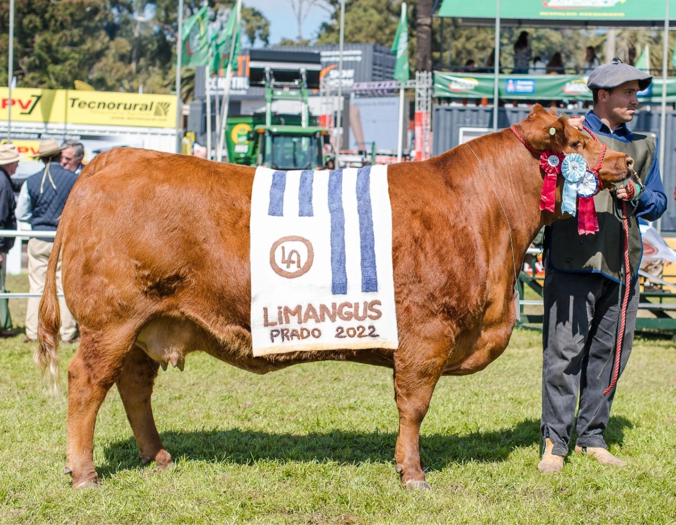 LUSAN GAITA 300 x MONARCA