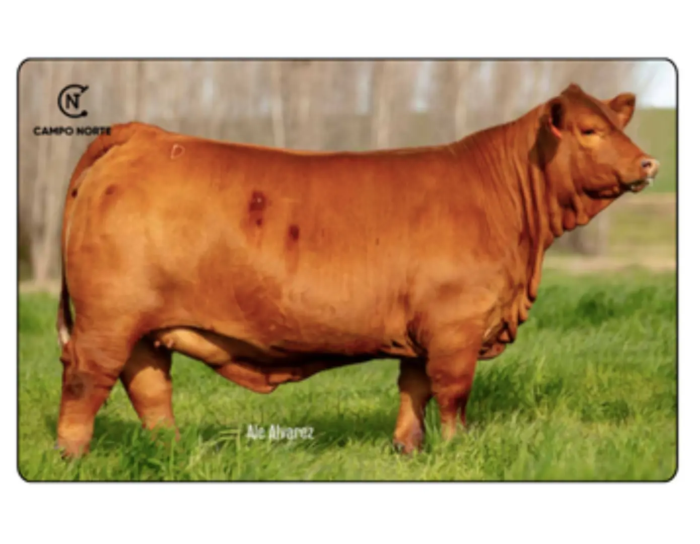 CN CARNICERO 050 FIV x MUNDIAL