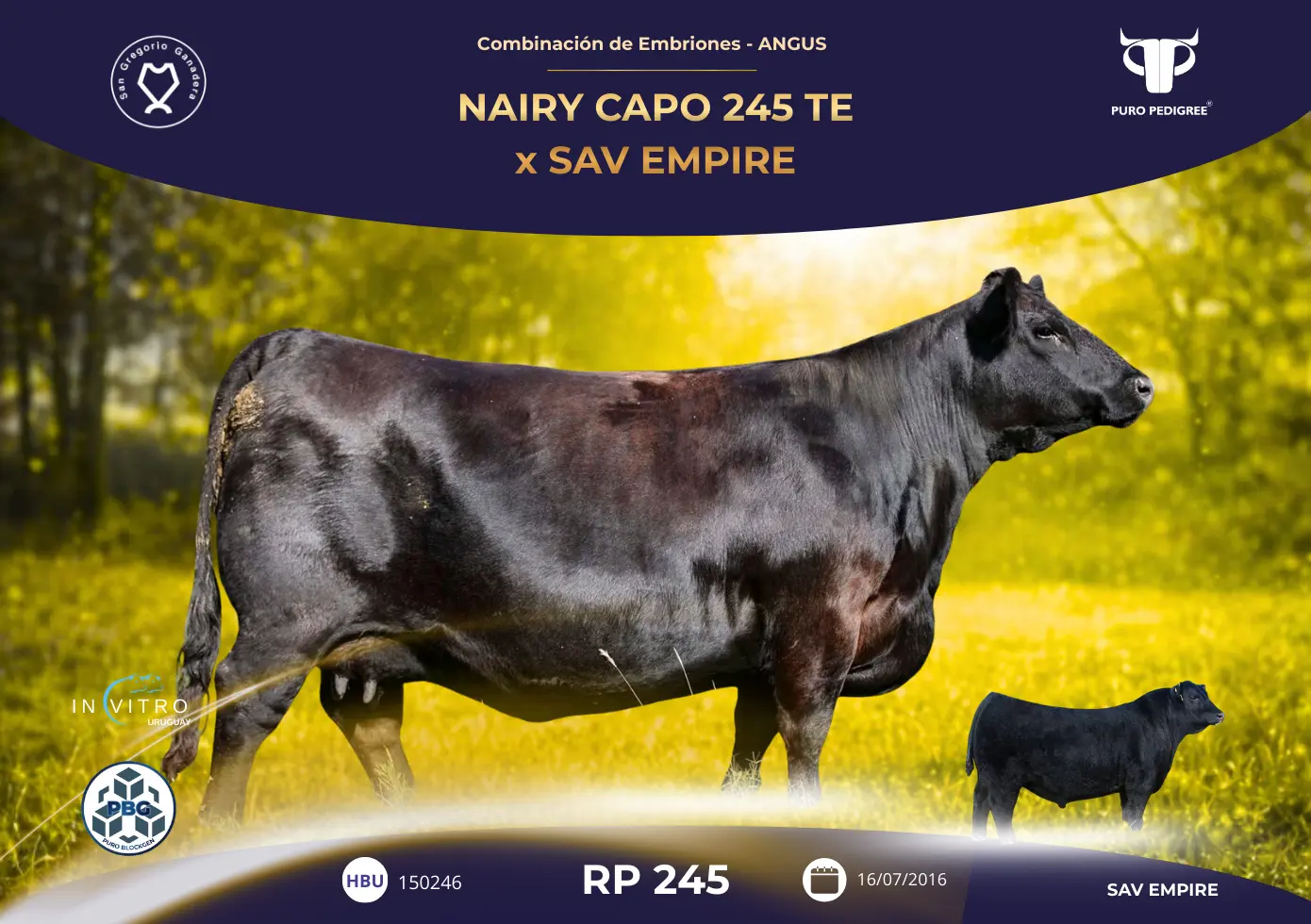 NAIRY CAPO 245 TE x SAV EMPIRE