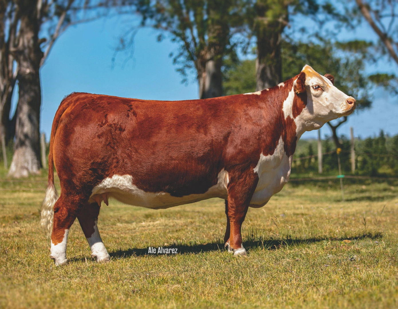 SATUR S.TOWN KID 5065 TE. x CLÁSICO