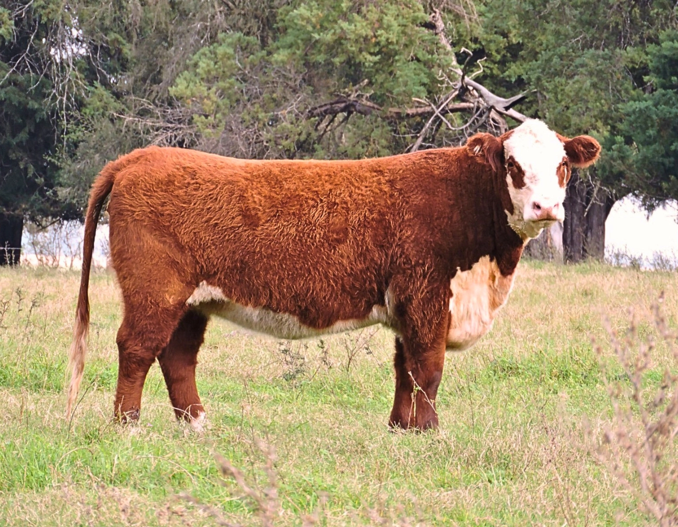 SANTA INES FOUNDATION 10650 x BOLDER