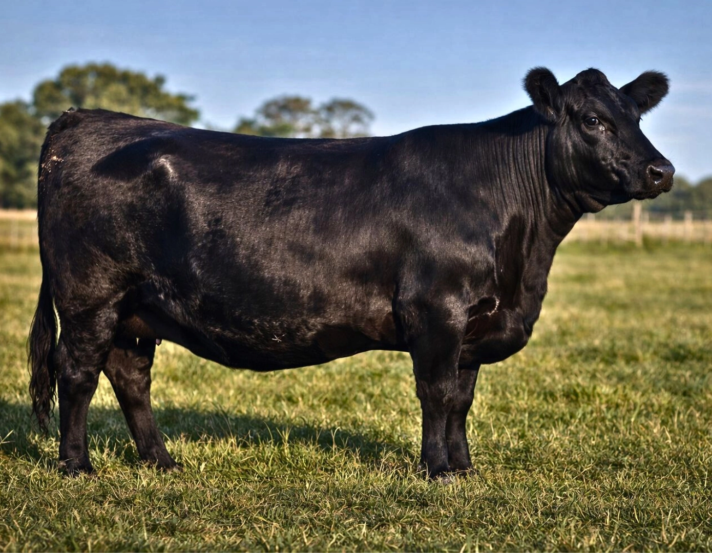 OBT ALAMO 1928 TE x CARACHO