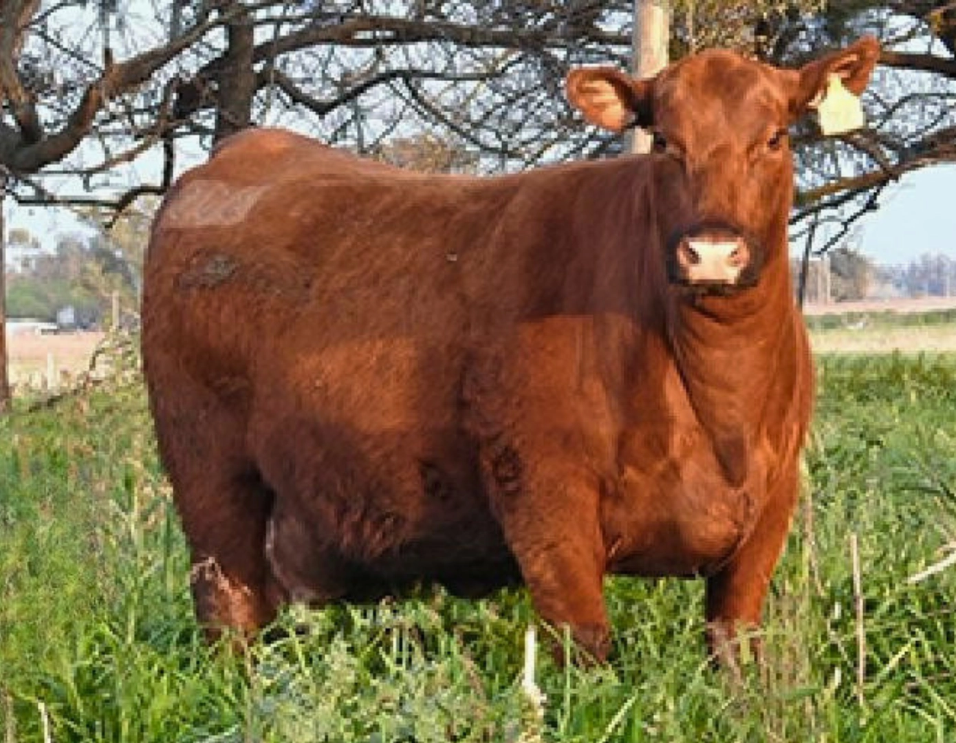 ESENCIAL 300 SOL X MANEADOR