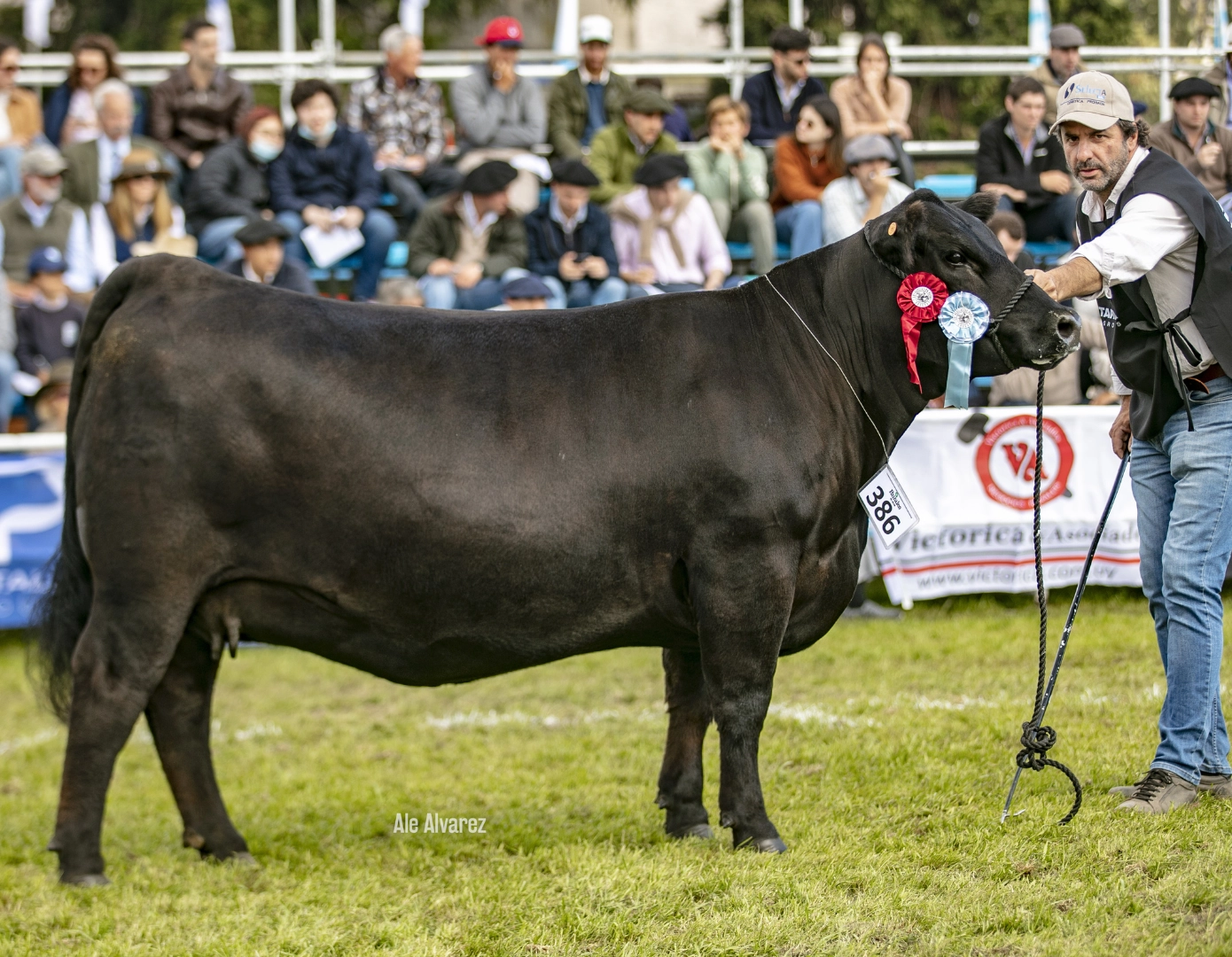 ALIANZA ANGUS 618 SEGURO PI5628Y TE x COLEMAN BRAVO