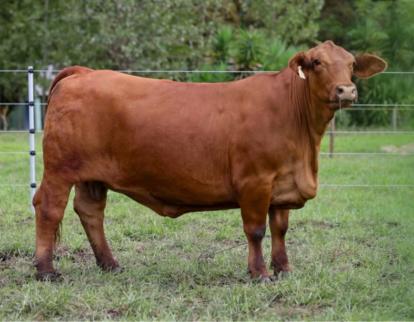 ALEGRIA PANCHO 37 FIV x MUNDIAL