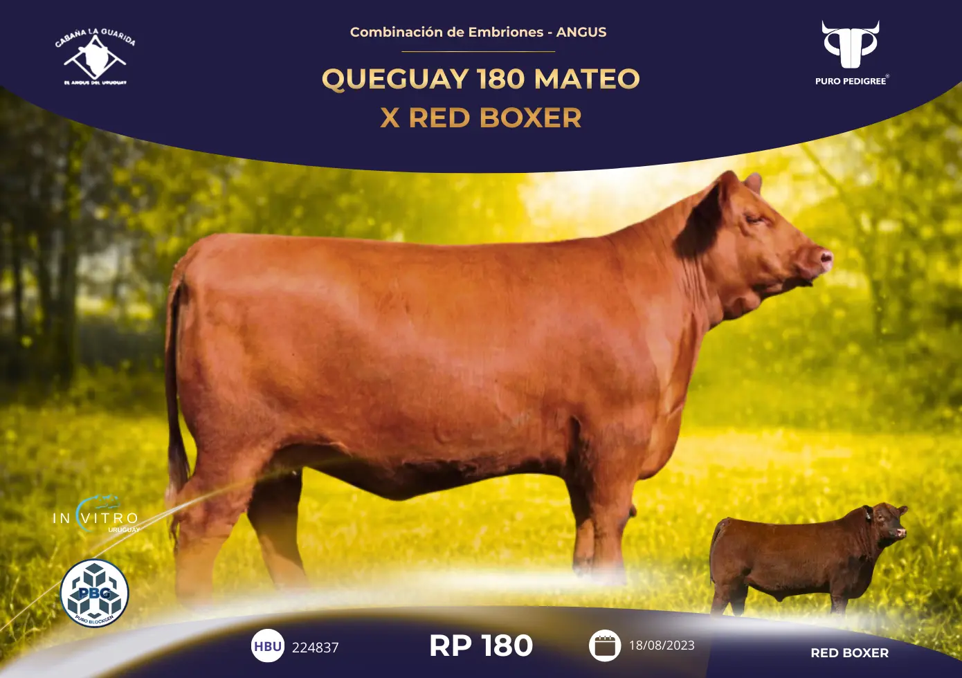 QUEGUAY 180 MATEO X RED BOXER