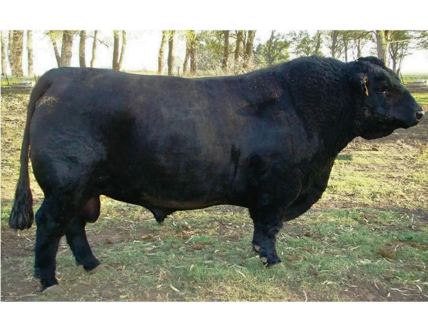 ESENCIAL 298 IRUPE x SOLIDO