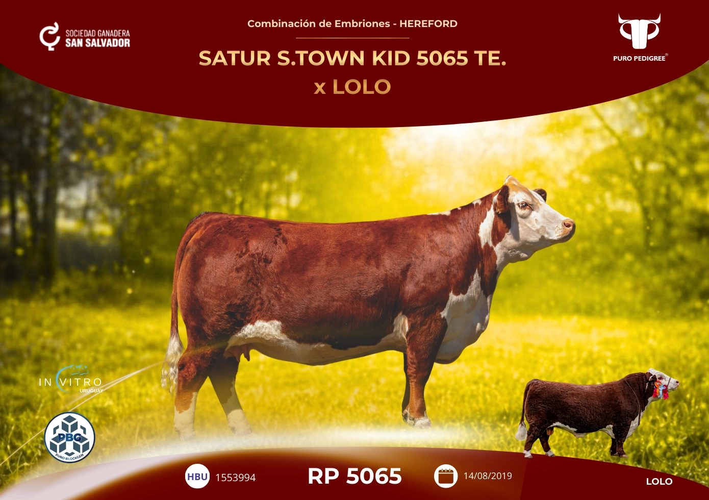 SATUR S.TOWN KID 5065 TE. x LOLO
