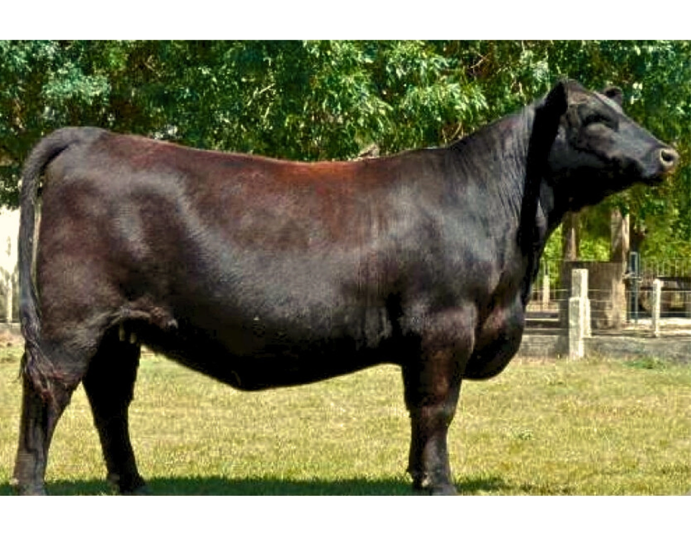 ZUCARA RESOURCE 6112 TE x ANTHEM