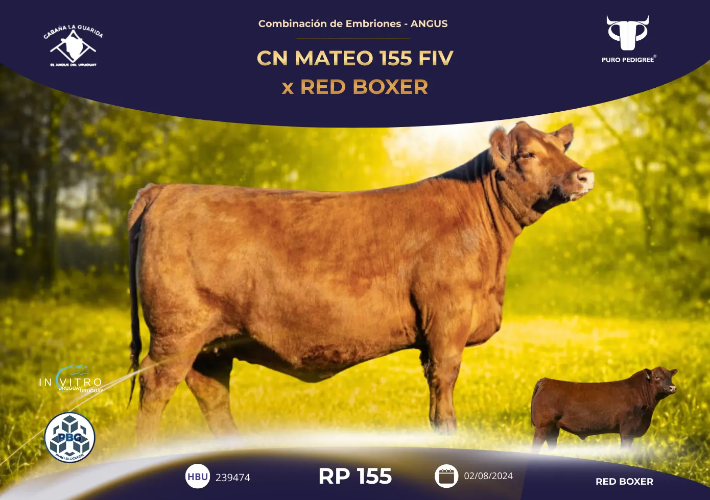 CN MATEO 155 FIV x RED BOXER