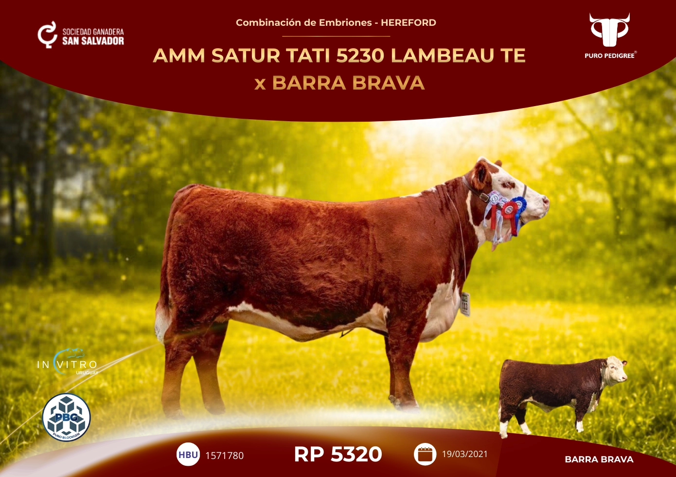 AMM SATUR TATI 5230 LAMBEAU TE x BARRA BRAVA