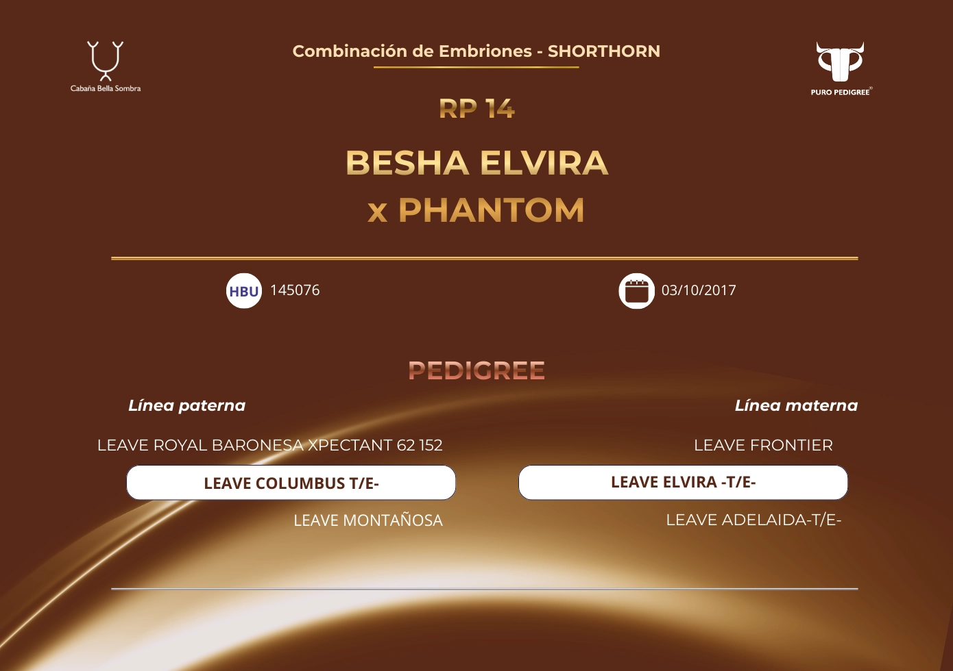 BESHA ELVIRA x PHANTOM