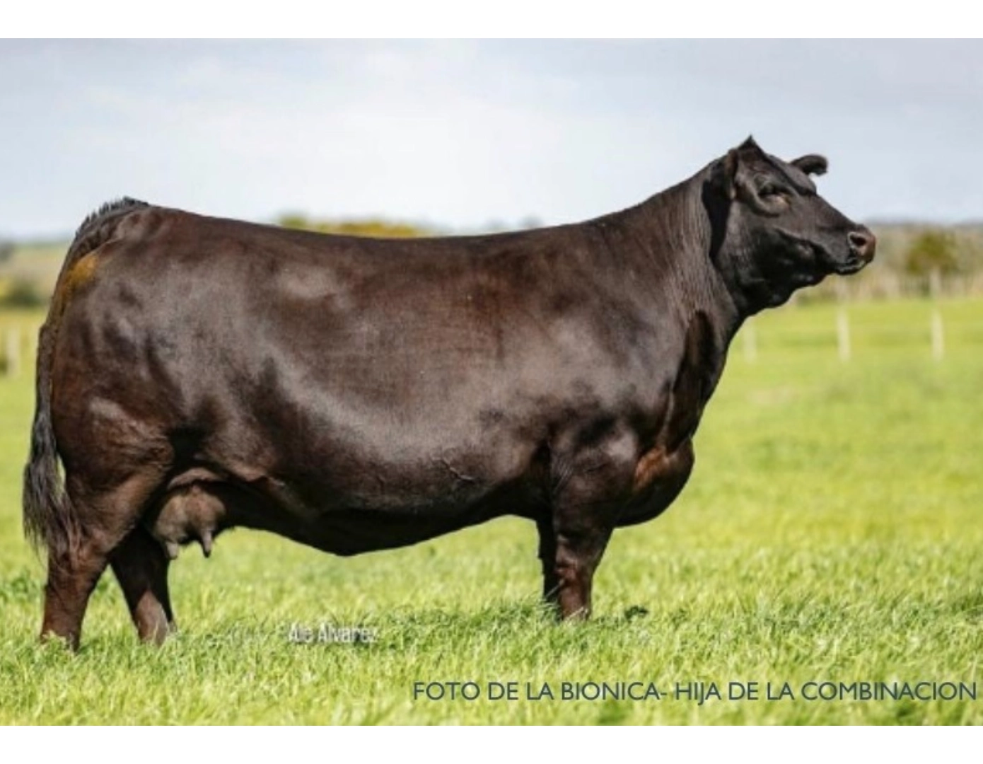 ZERCA AA AYE 1 BISMARK x BLACK JACK